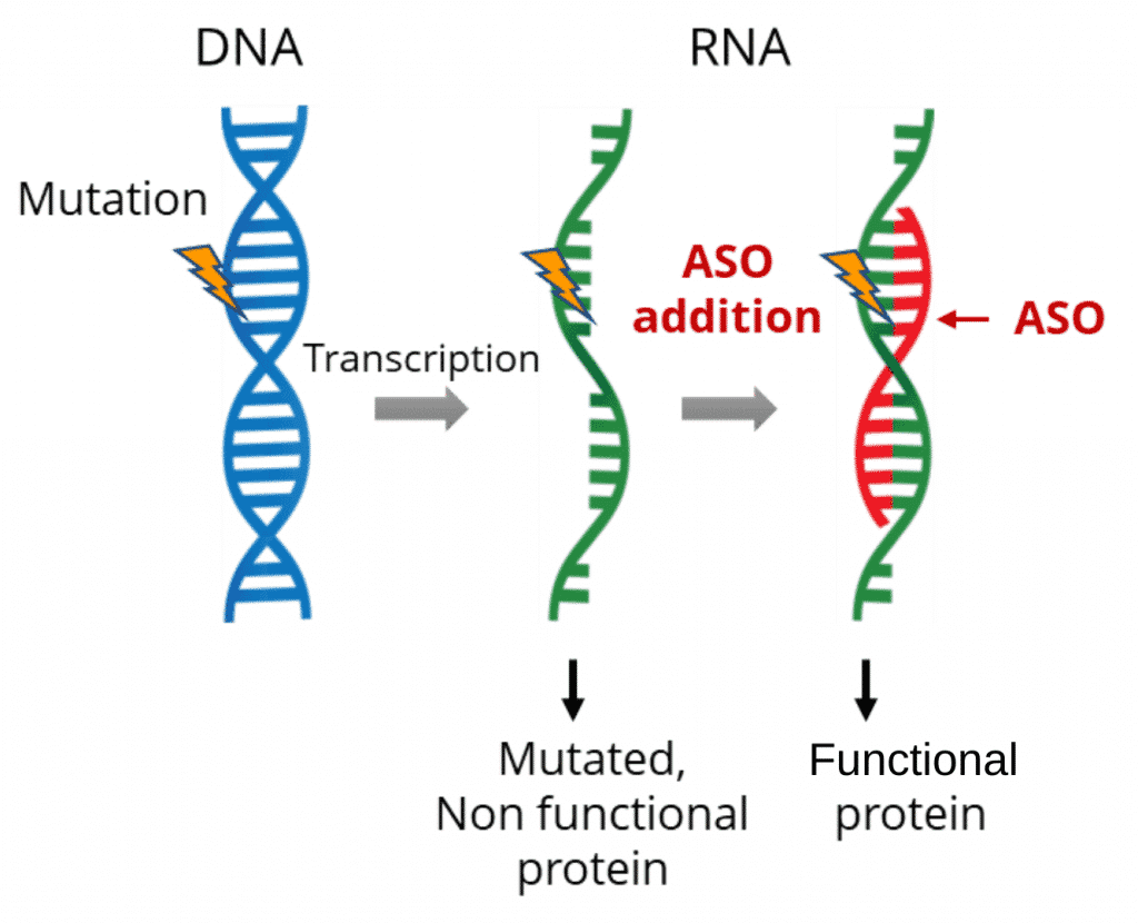 About Antisense Oligonucleotides Asos