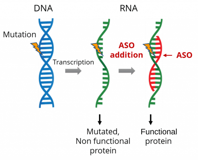 About Antisense Oligonucleotides (ASOs) | Splisense.com